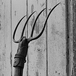 Forcone