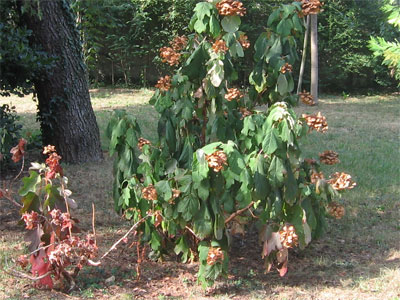 Albero rinsecchito in biblioteca
