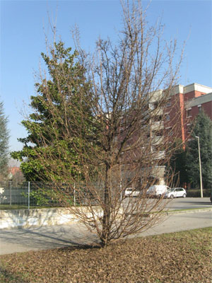 Pianta da potare