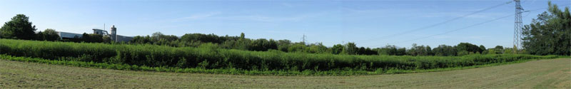 Panoramica di un campo nel parco 2 Giugno pieno di ambrosia