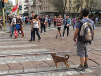 Milano - Occupy piazza Affari. I cani del corteo